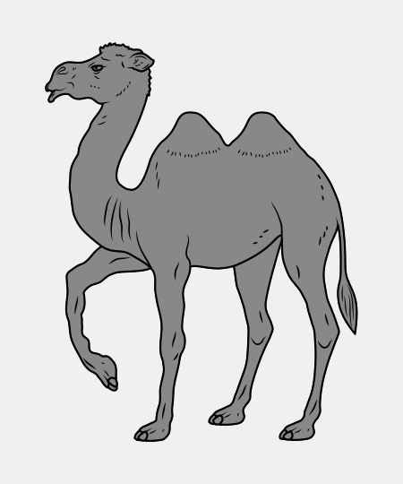 Bactrian Camel