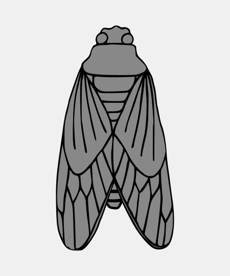 Cicada