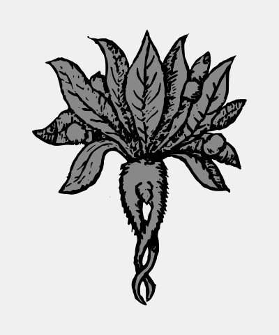 Mandrake