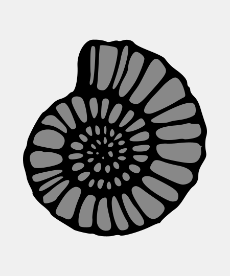 Ammonite