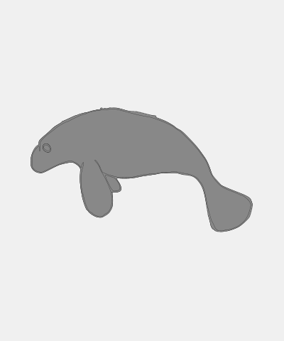 Manatee