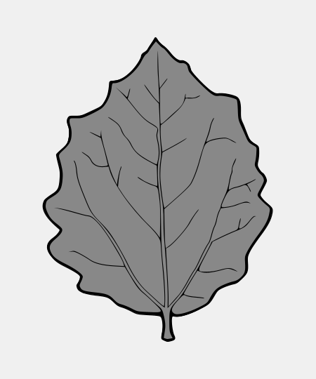 Aspen Leaf