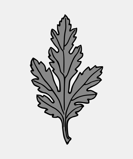 Chrysanthemum Leaf