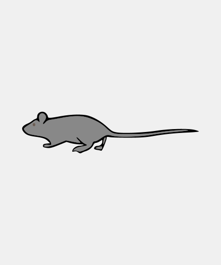 Rat